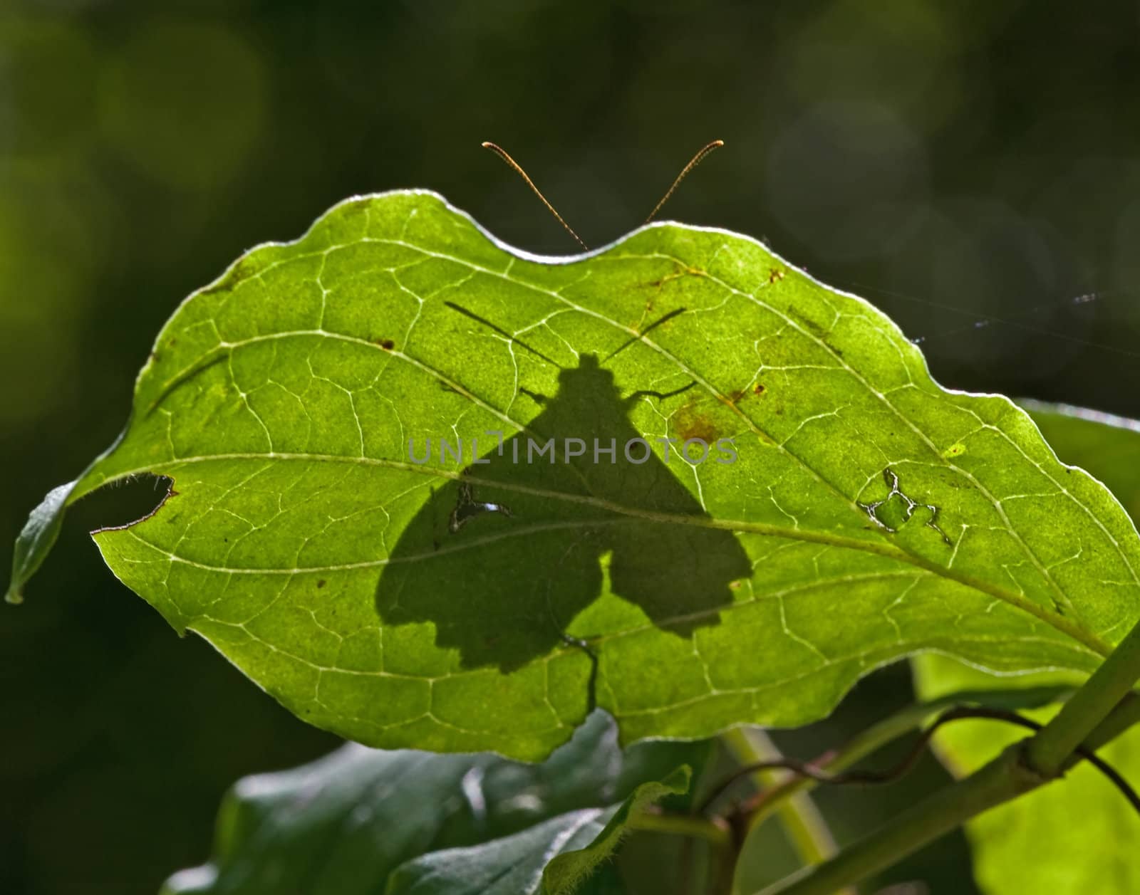 Butterfly tries to hide behind a leaf, the shadow and the antennas betrays it.