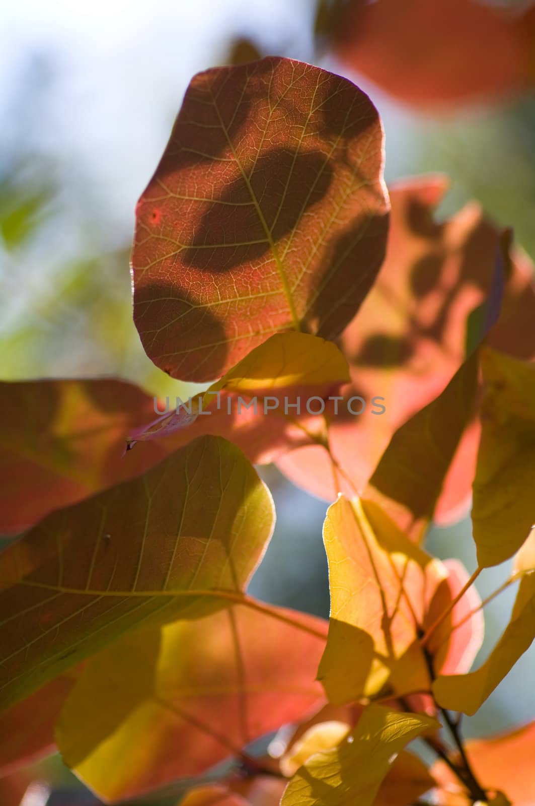 Autumn background, made of leaves with different colors