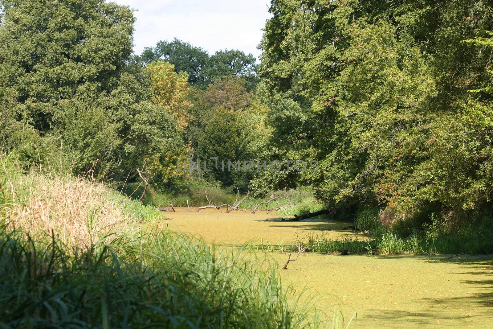 Pond in a floodplain