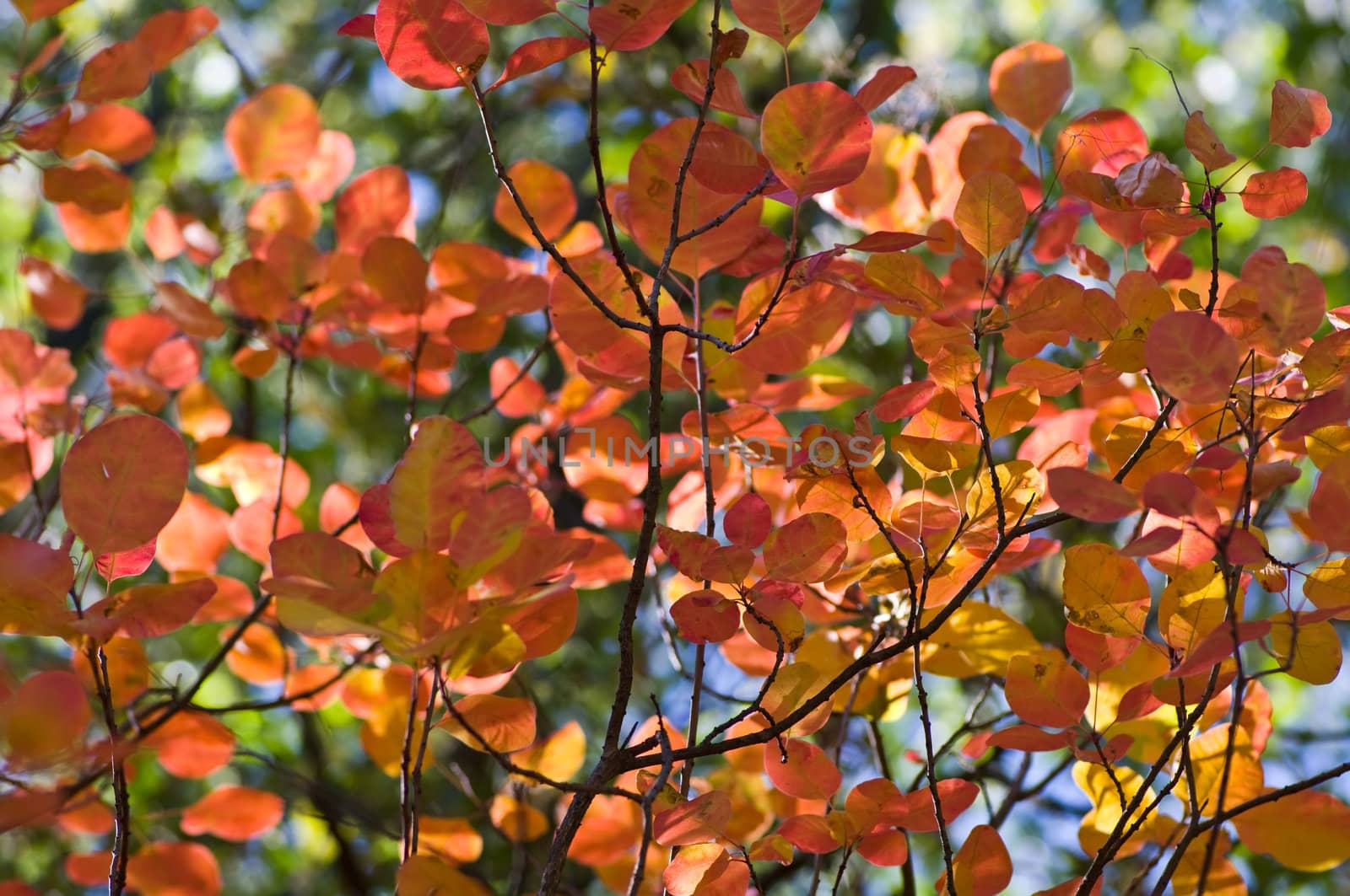 Autumn background, made of leaves with different colors