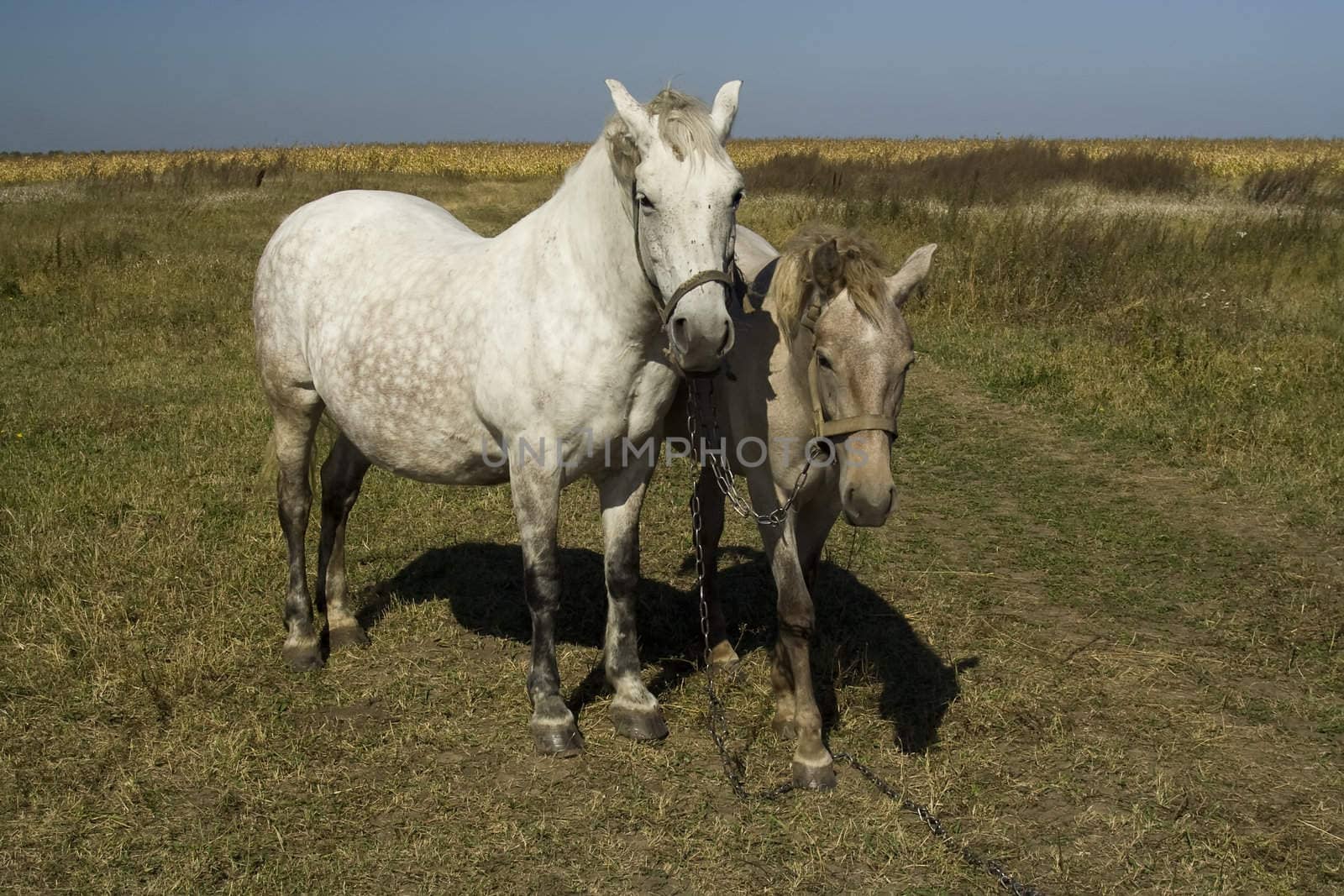 Horse and foal by klinok