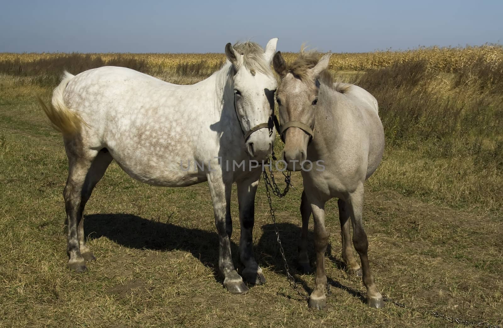 Feelings of a horse and a foal grazing on a pasture together