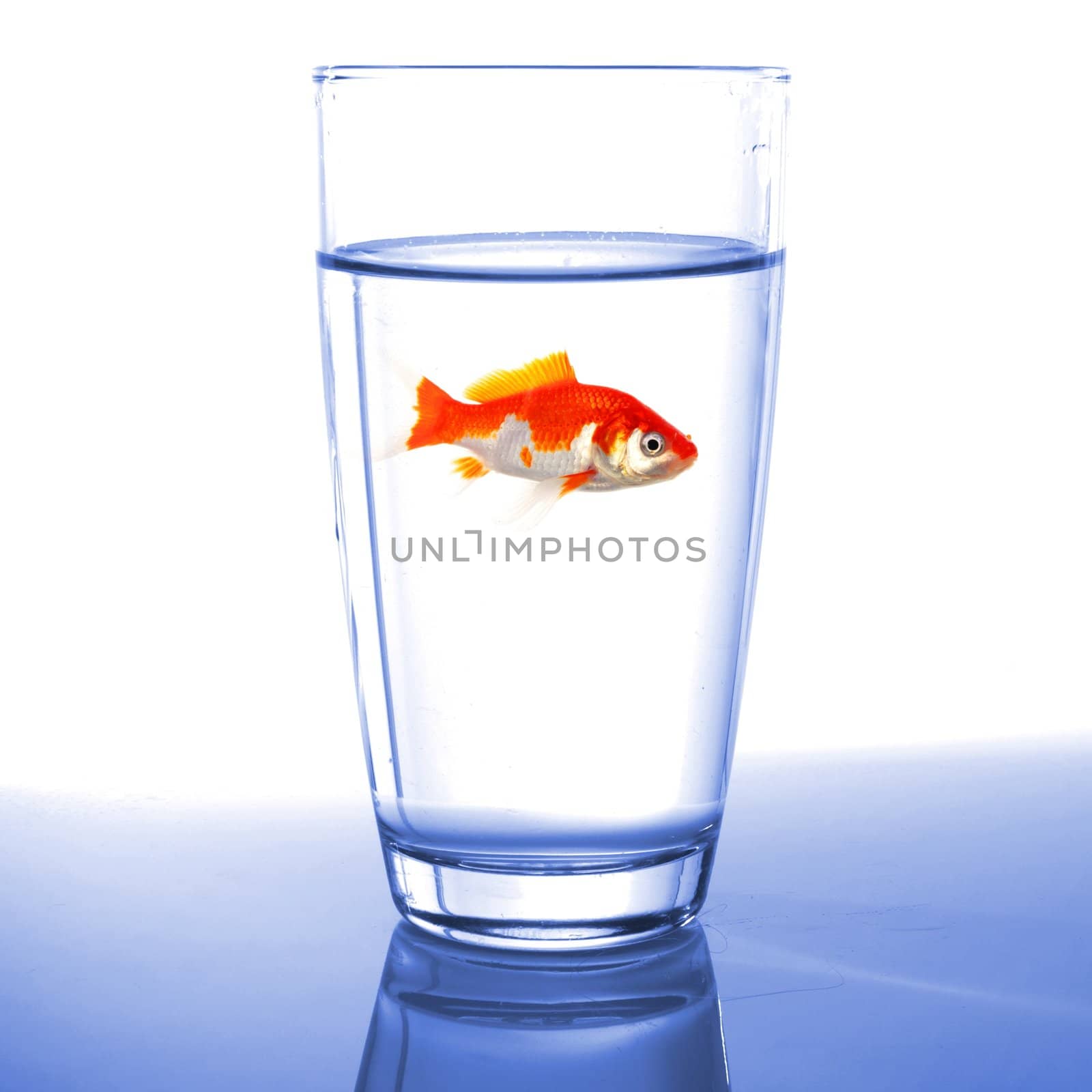 goldfish in water glass fishtank isolated on white background