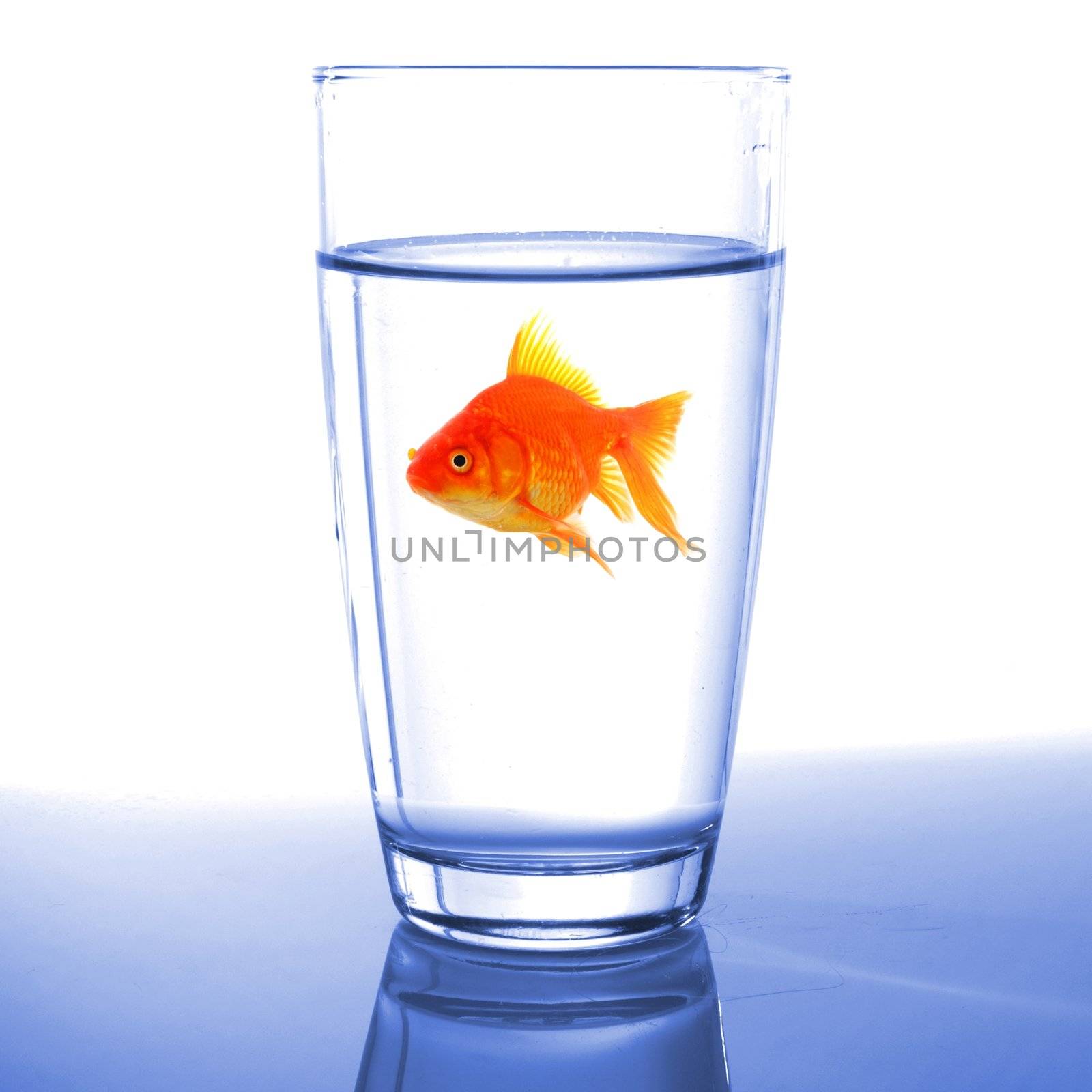 goldfish in drink glass showing jail prison free or freedom concept