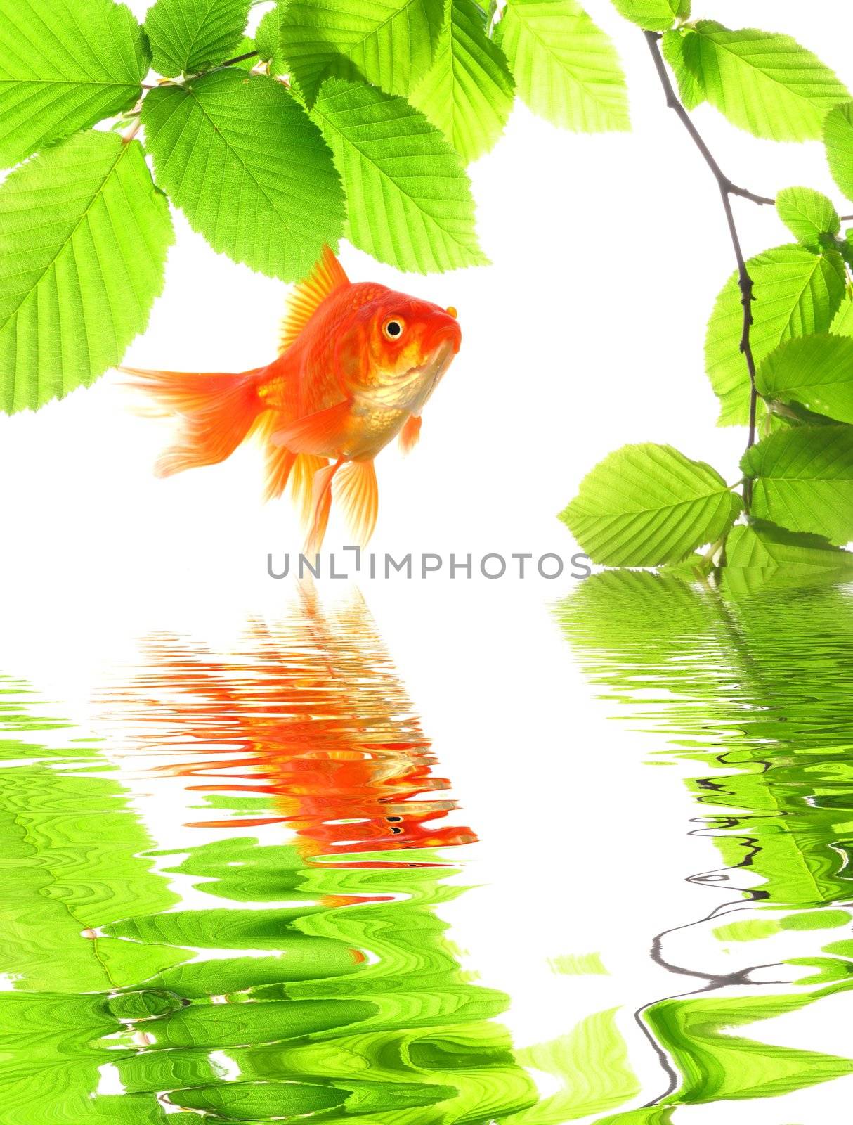 goldfish in nature with summer leaves and water reflection showing eco ecology or environment concept