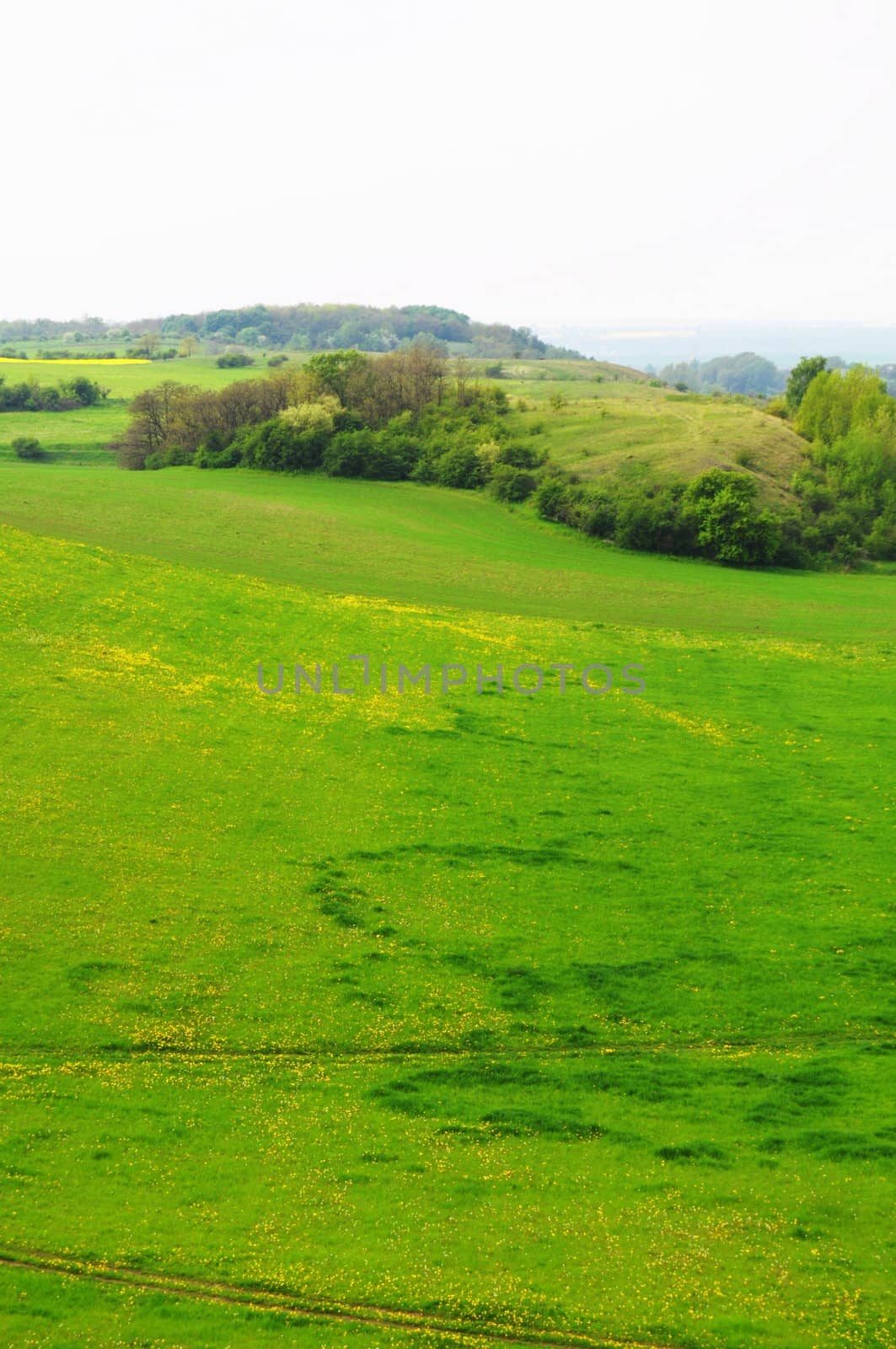 green meadow in summer with copyspace for text message
