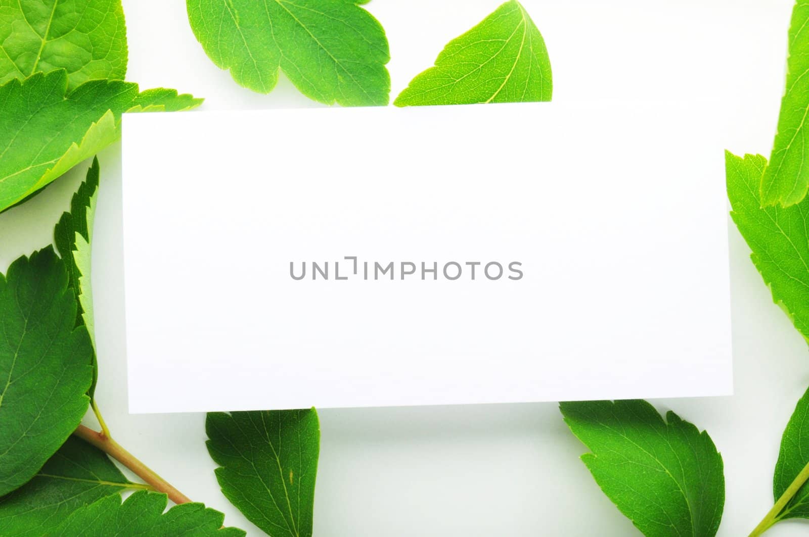 blank paper card with copyspace and green nature