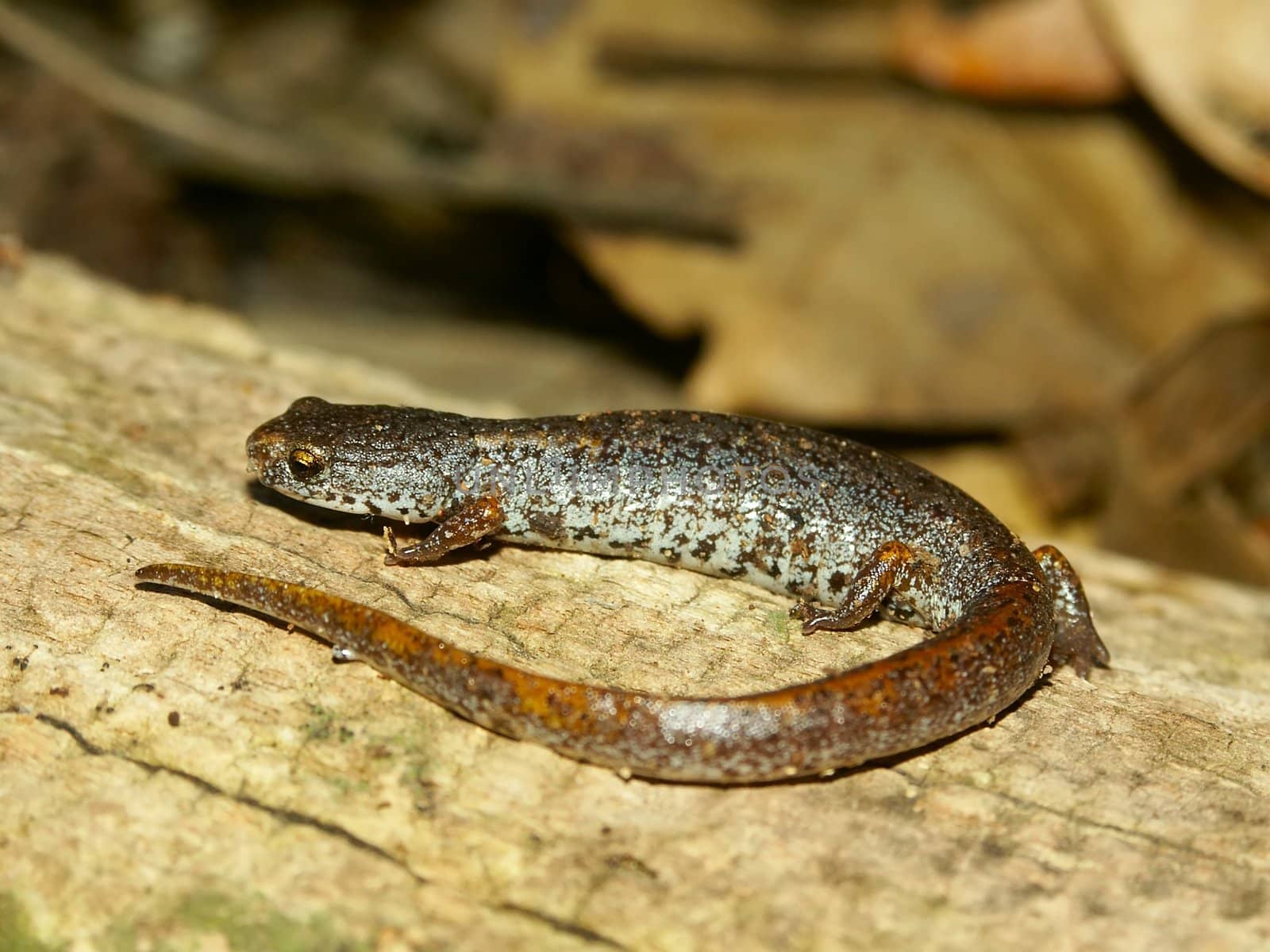 Four-toed Salamander (Hemidactylium scutatum) in an Illinois forest.