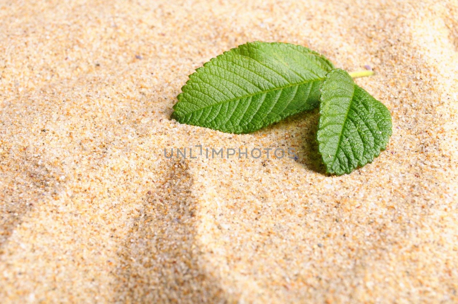 zen garden with stone or pebble on sand with leaf