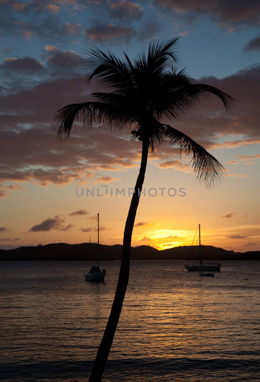 Silhouette of a palm tree in front of the setting sun over the ocean