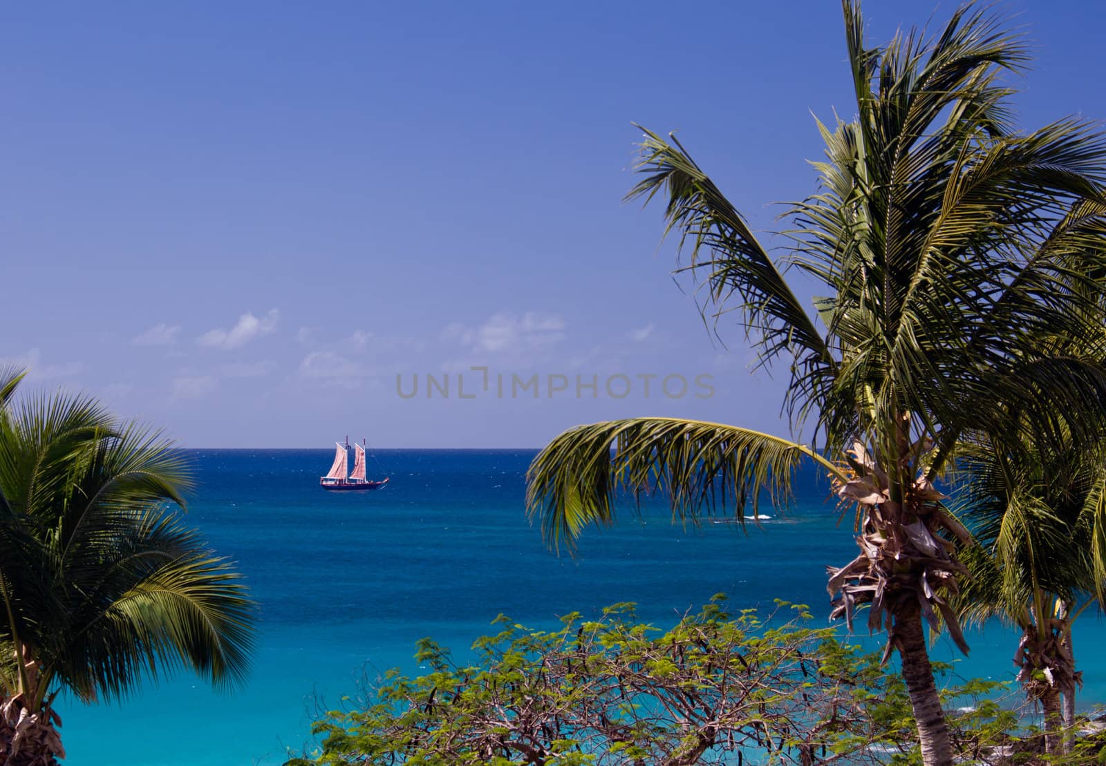 Boat sails between palm trees in the US Virgin Islands