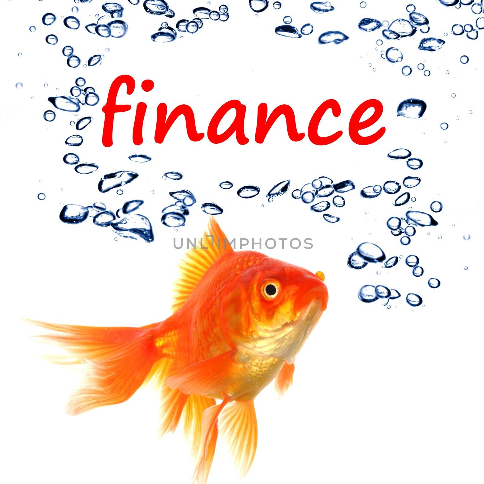 word finance and goldfish showing business financial investment banking or success concept