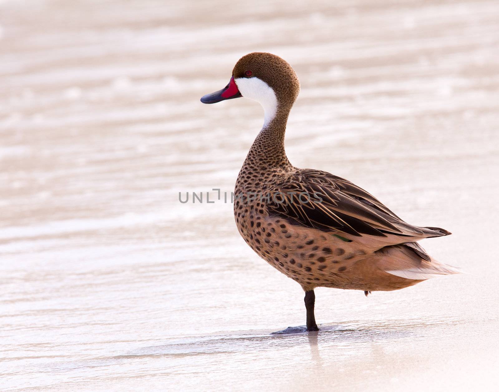 Bahama duck on sandy beach by steheap