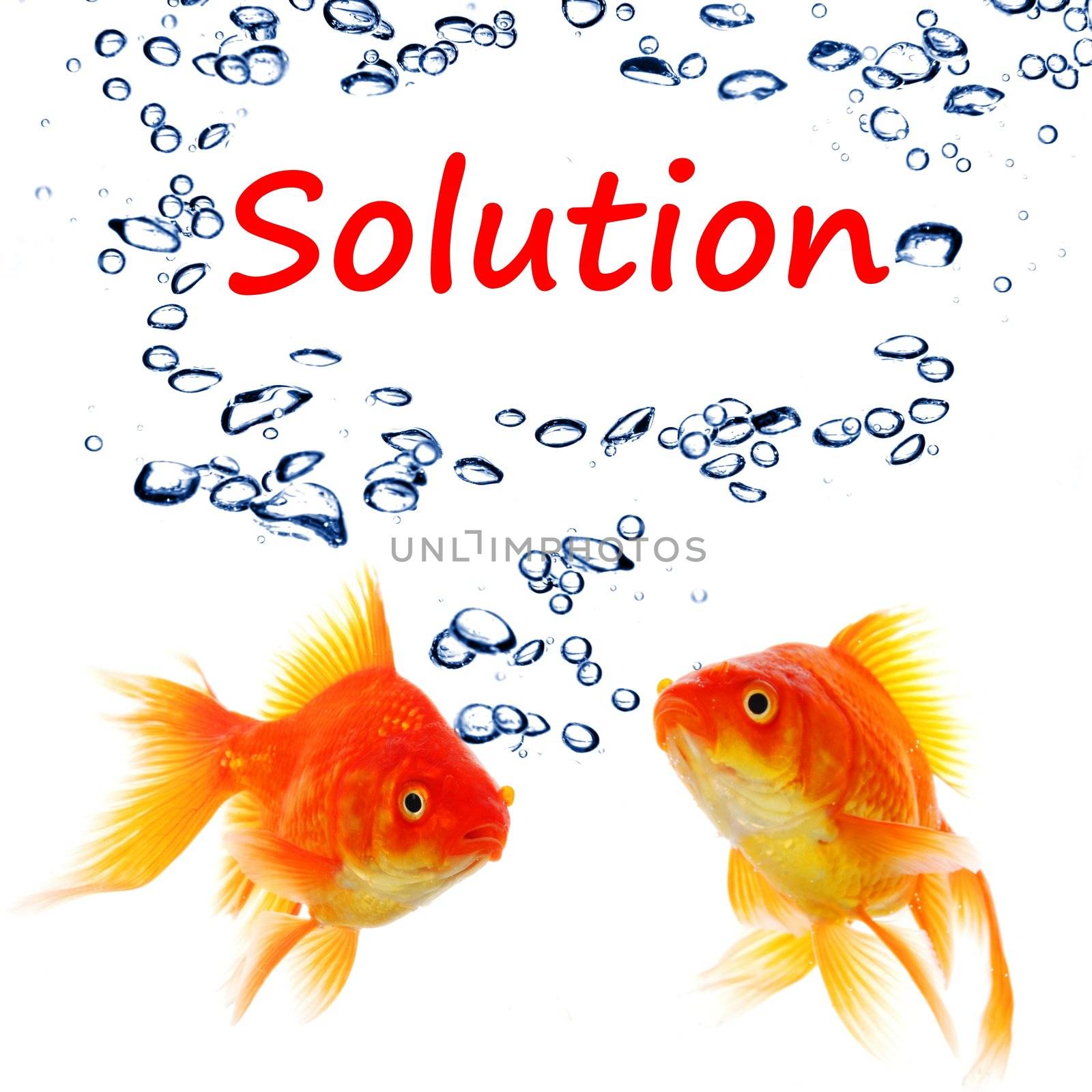 solution word and goldfish showing business problem or success concept