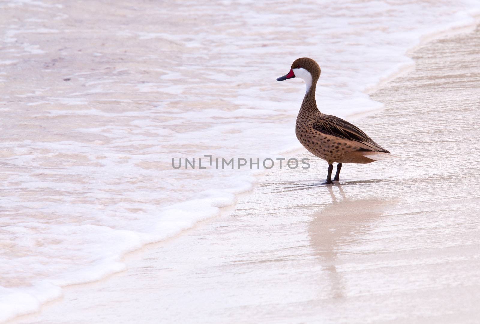 Bahama duck on sandy beach by steheap