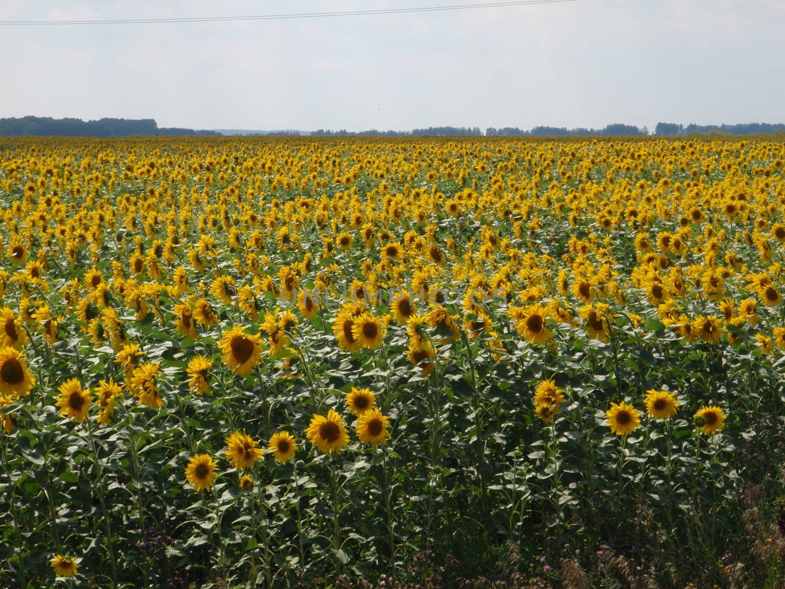 Field of sunflowers, nature of Bashkortostan, Russia