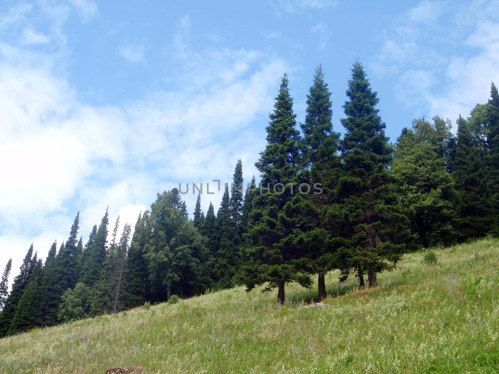 Wild wood mountain, nature of Bashkortostan, Russia