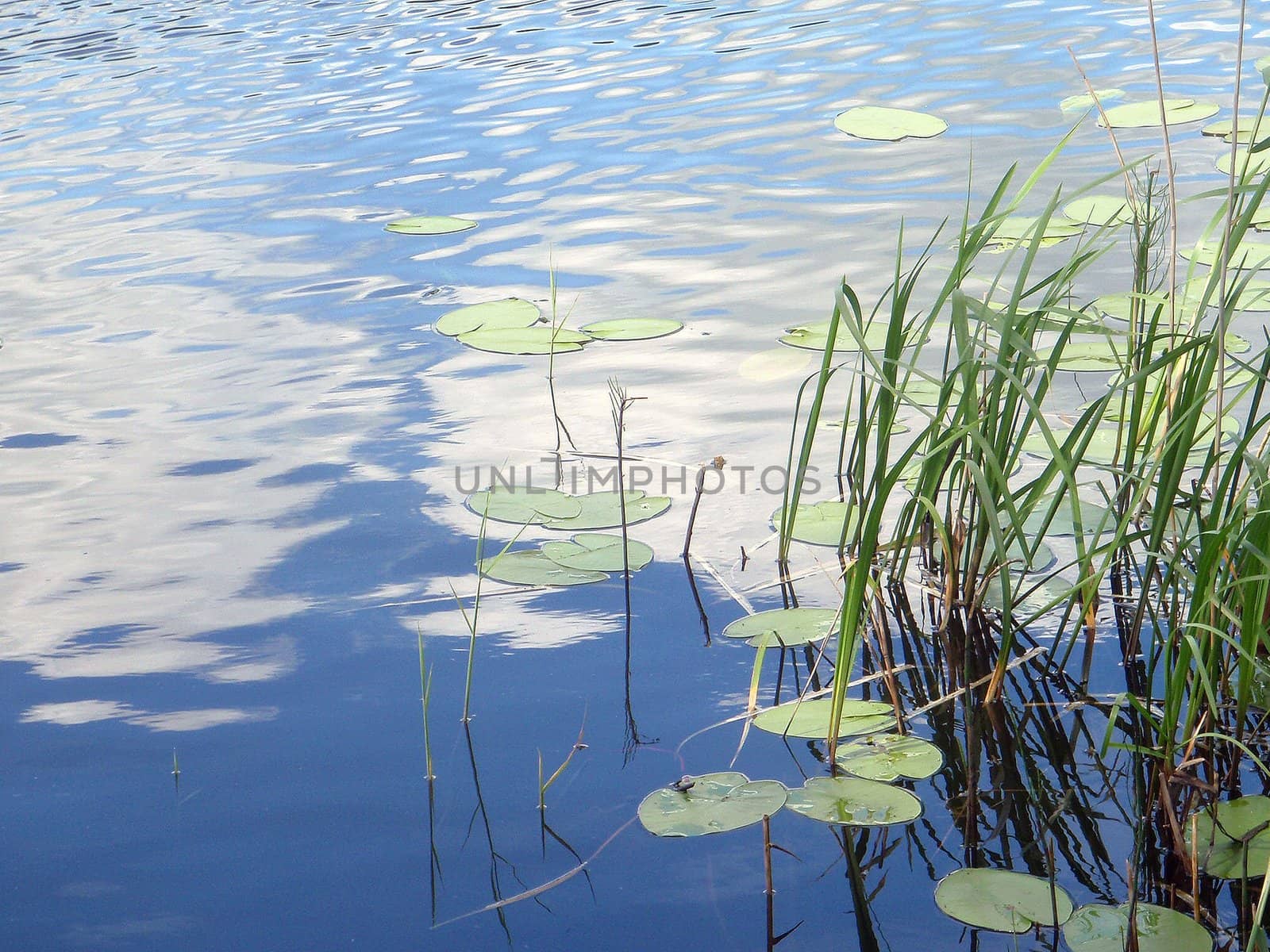 Water-lilies on the river, nature of Bashkortostan, Russia