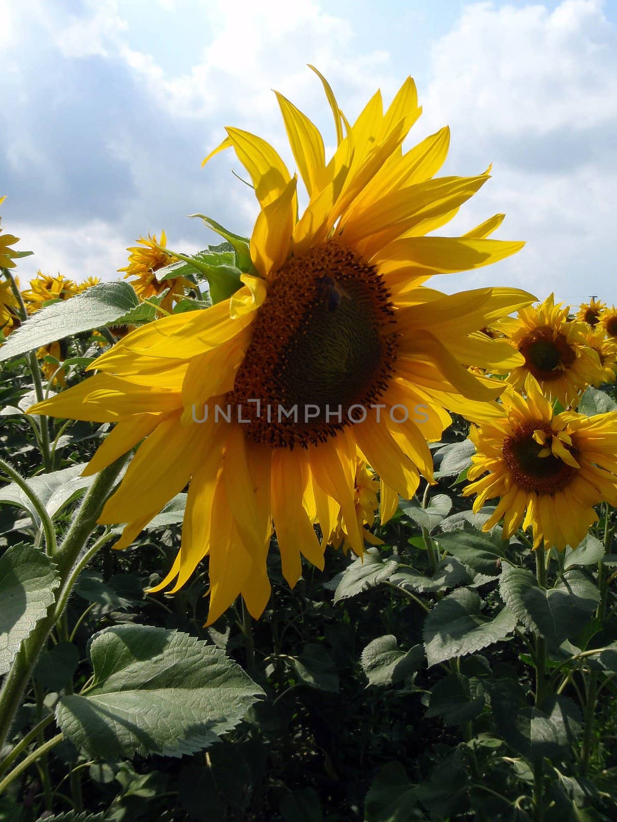 Field of sunflowers, nature of Bashkortostan, Russia
