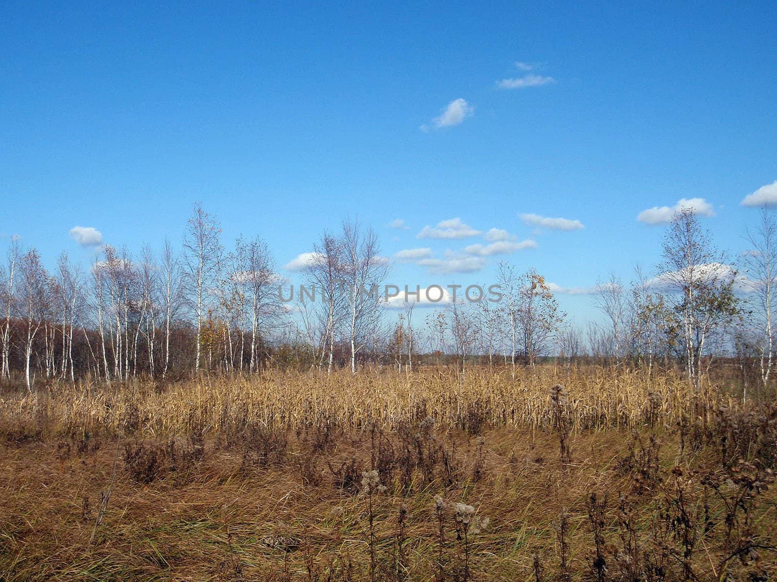 Wild wood field, nature of Bashkortostan, Russia