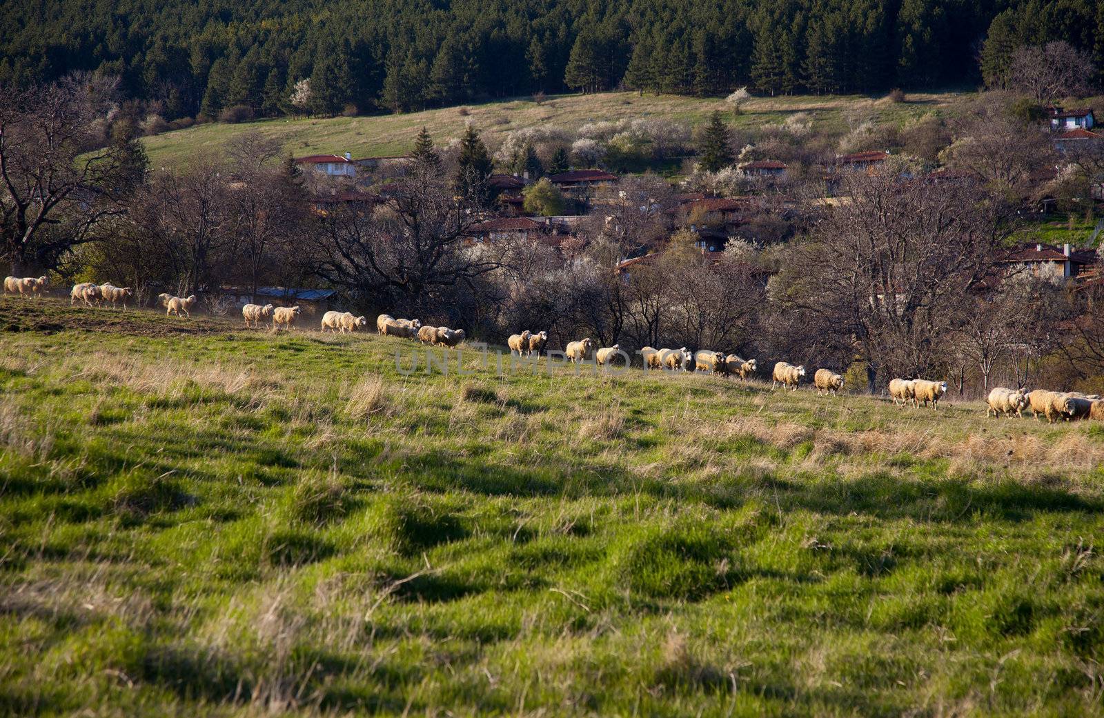 Flock of sheep at pasture by vilevi