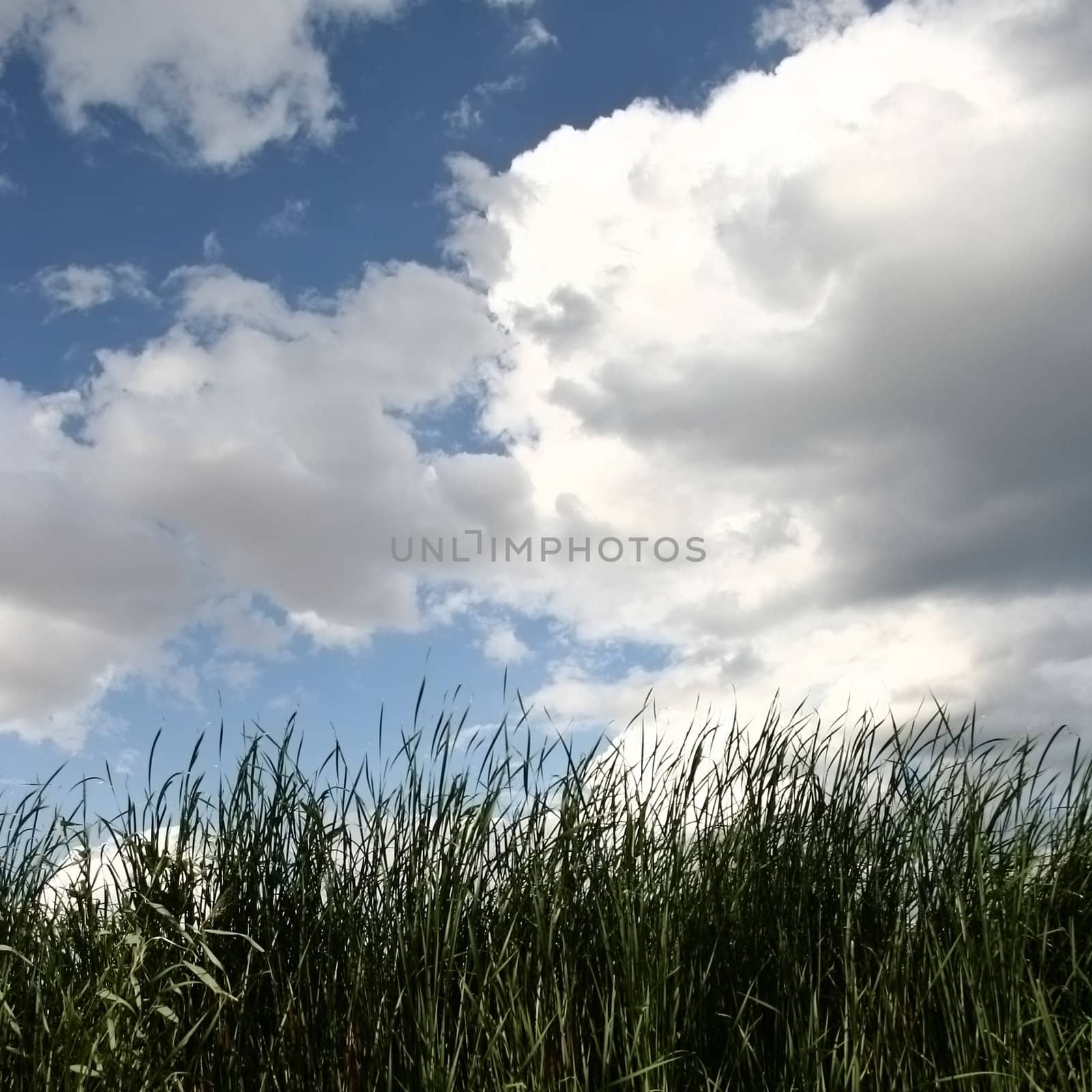 landscape with sky and grass in summer