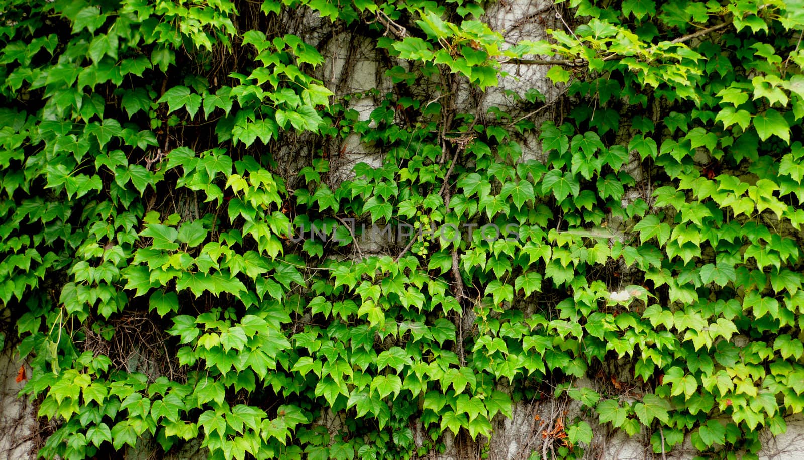 old wall covered by fresh green ivy branches and leaves