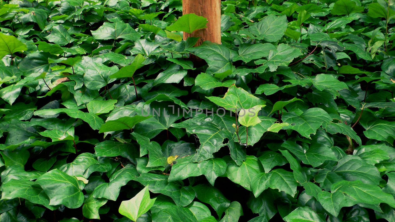 green leafs background by yuriz