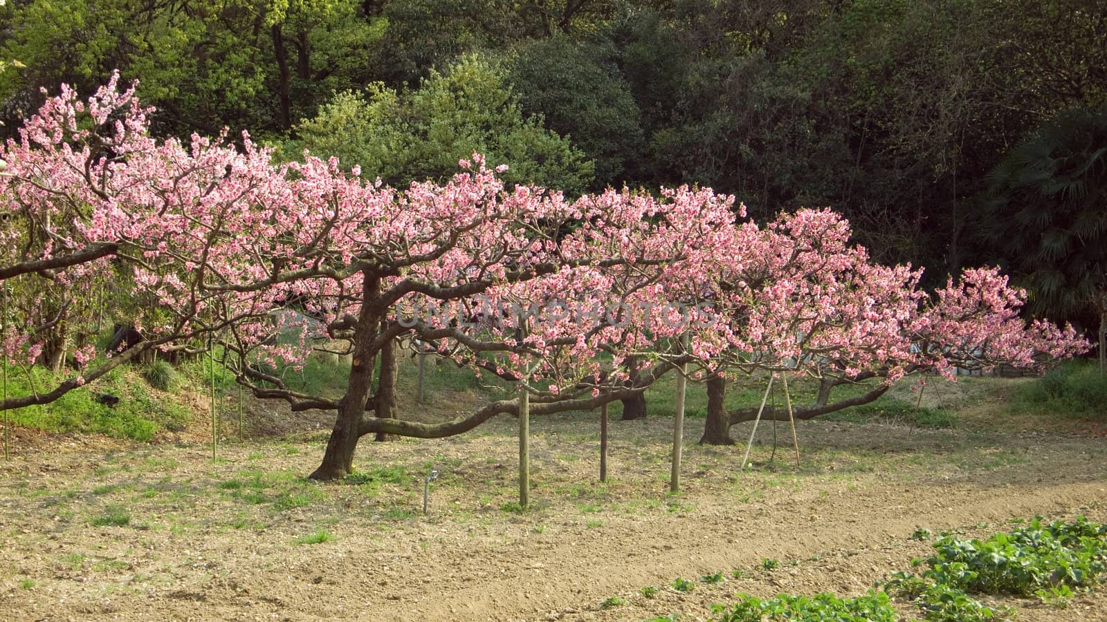 springtime background with blossom cherries