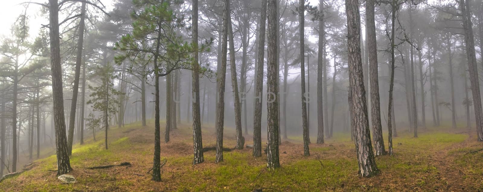 Misty forest with sunlight and green grass