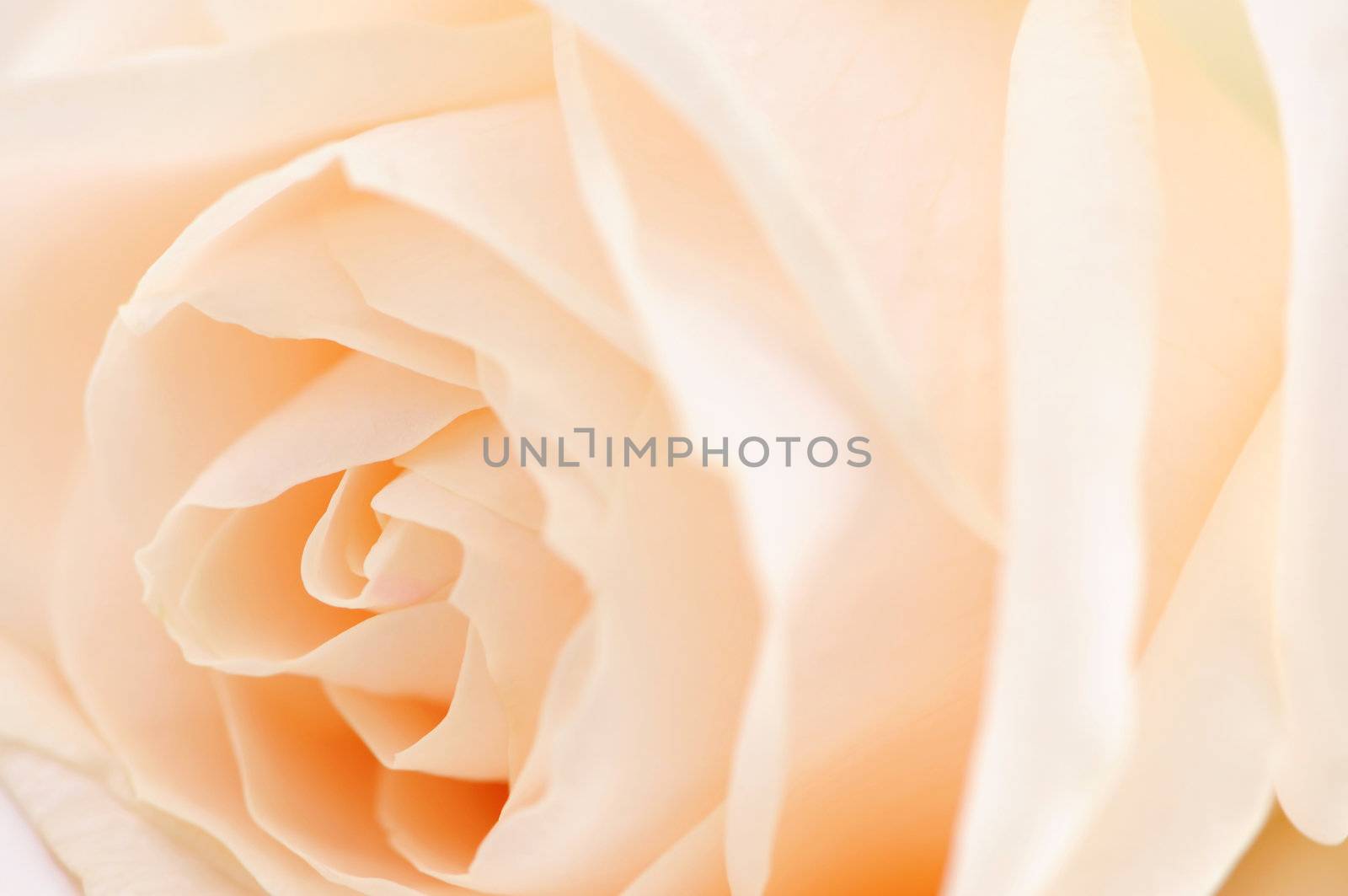 Macro of a delicate beige rose flower