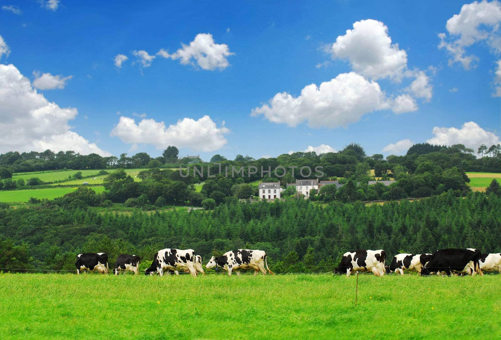 Cows in a pasture by elenathewise