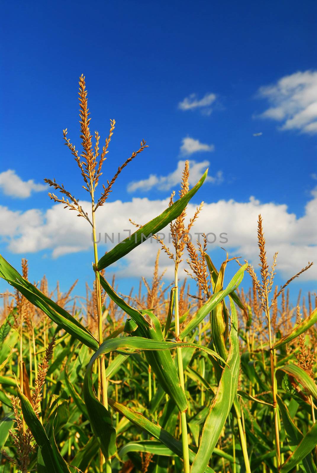 Corn field by elenathewise