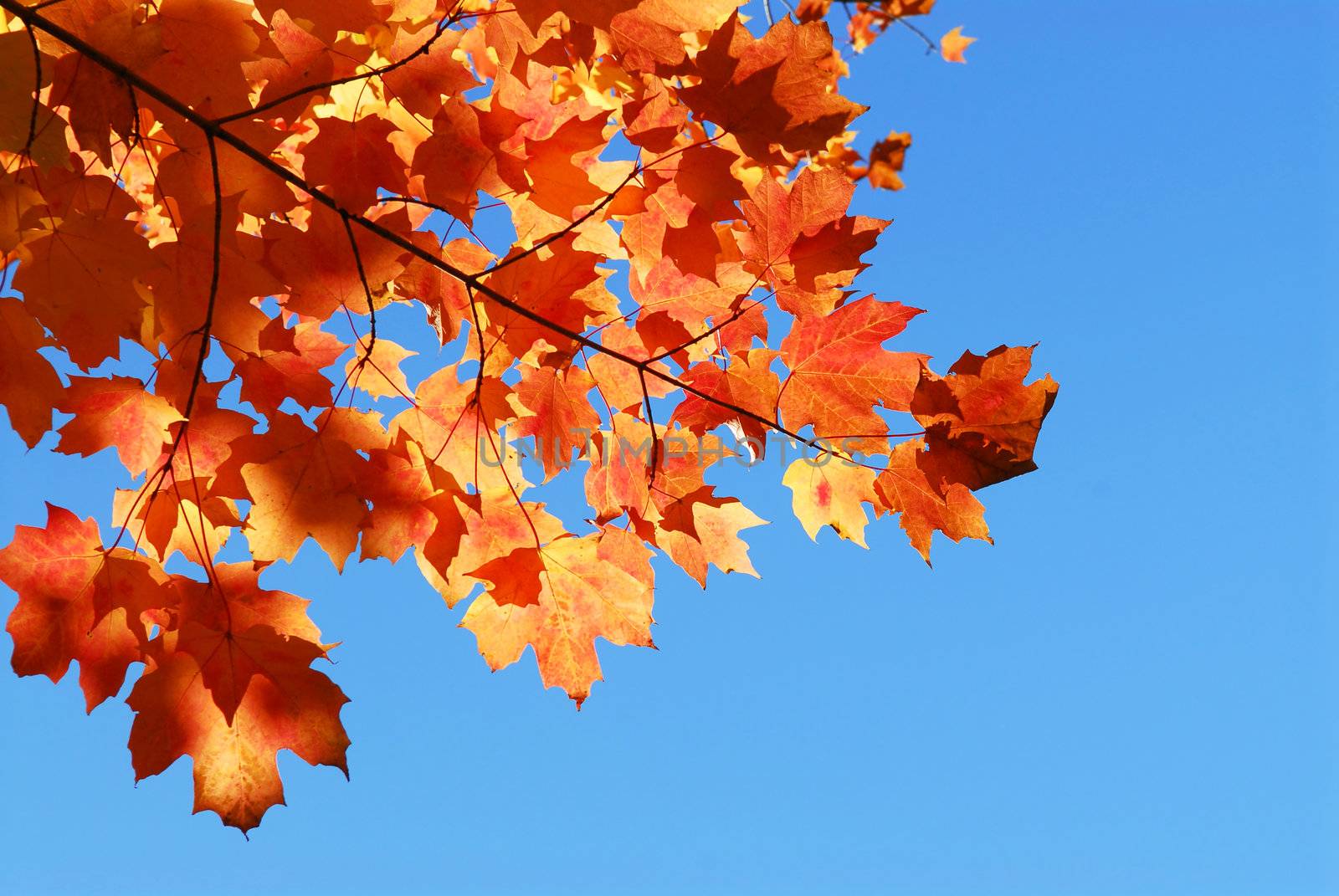 Red fall maple tree leaves on blue sky background