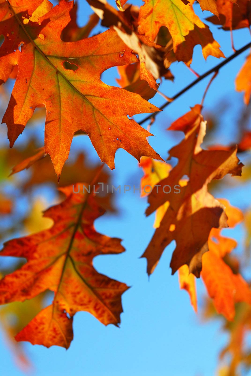 Closeup of colorful fall oak leaves, natural background with blue sky