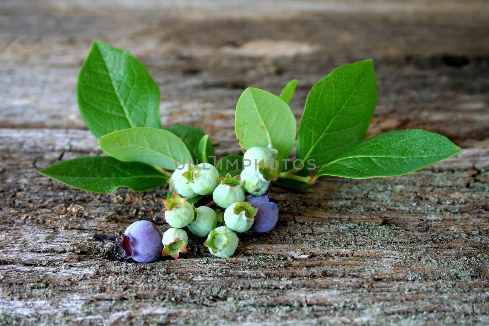 Fresh Blueberries by thephotoguy