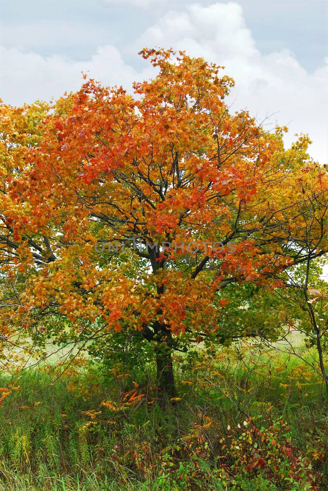 Beautiful maple tree with red foliage in early fall