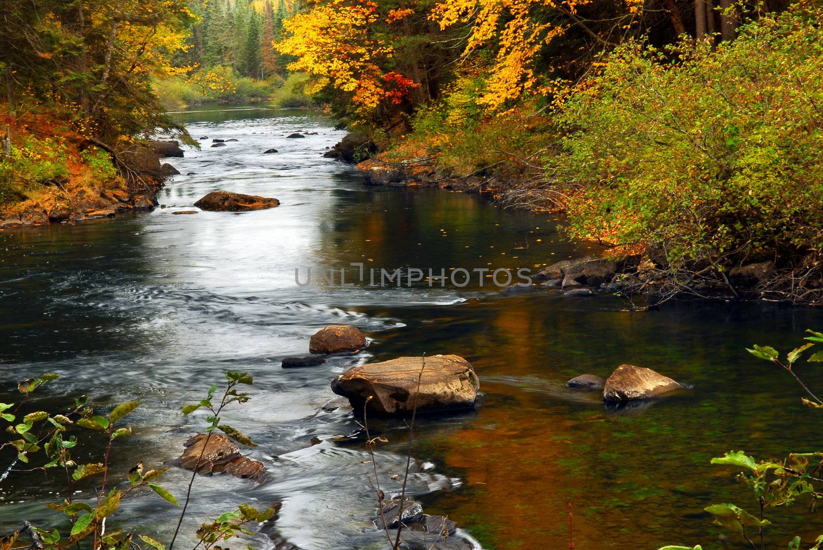 Forest river in the fall by elenathewise