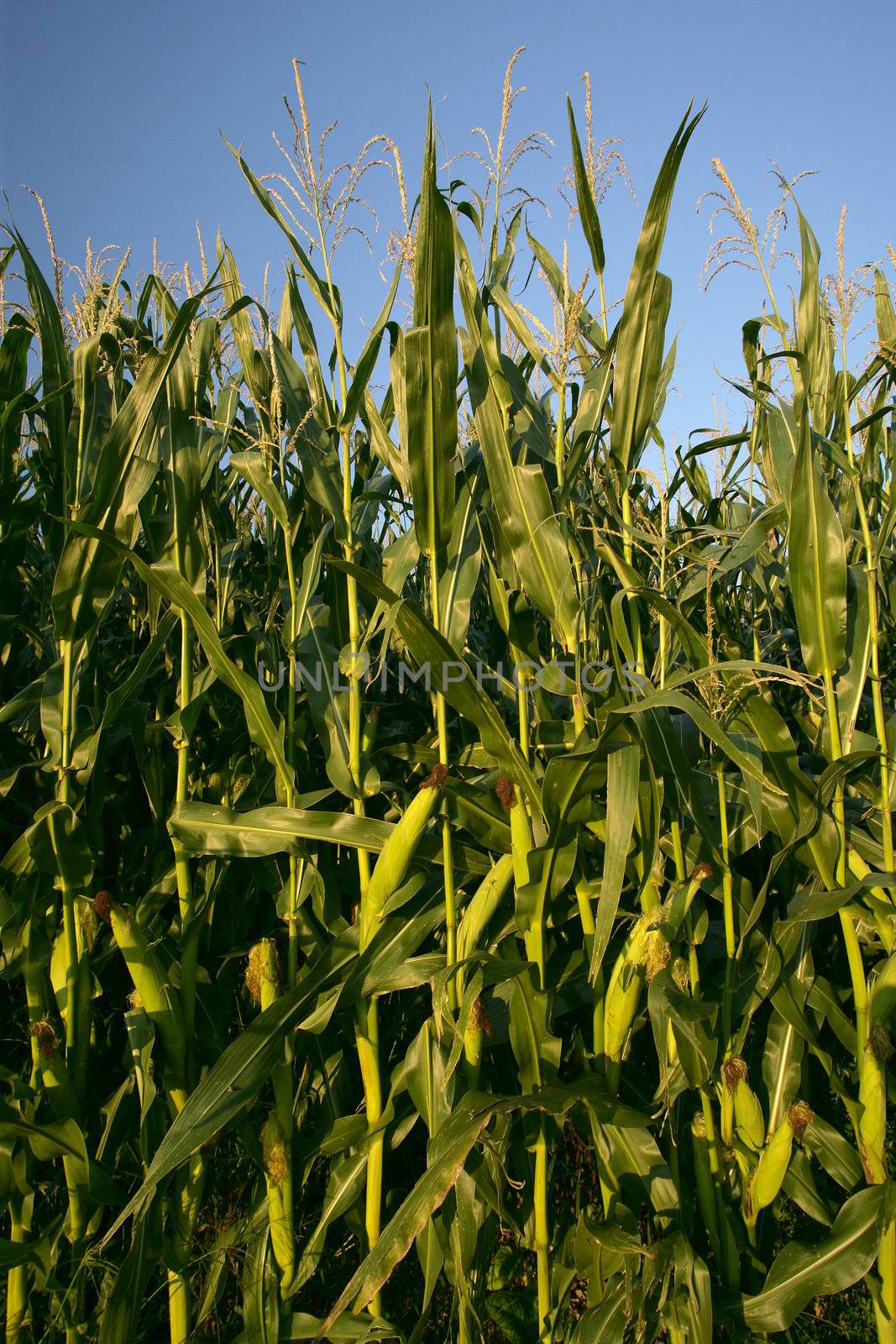 Growing corn stalks under a clear sky.
