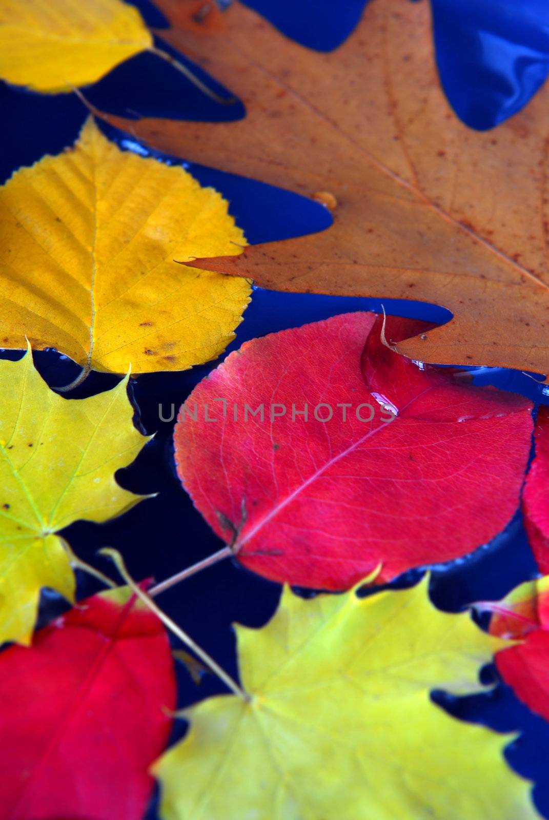 Colorful fall leaves floating in blue water