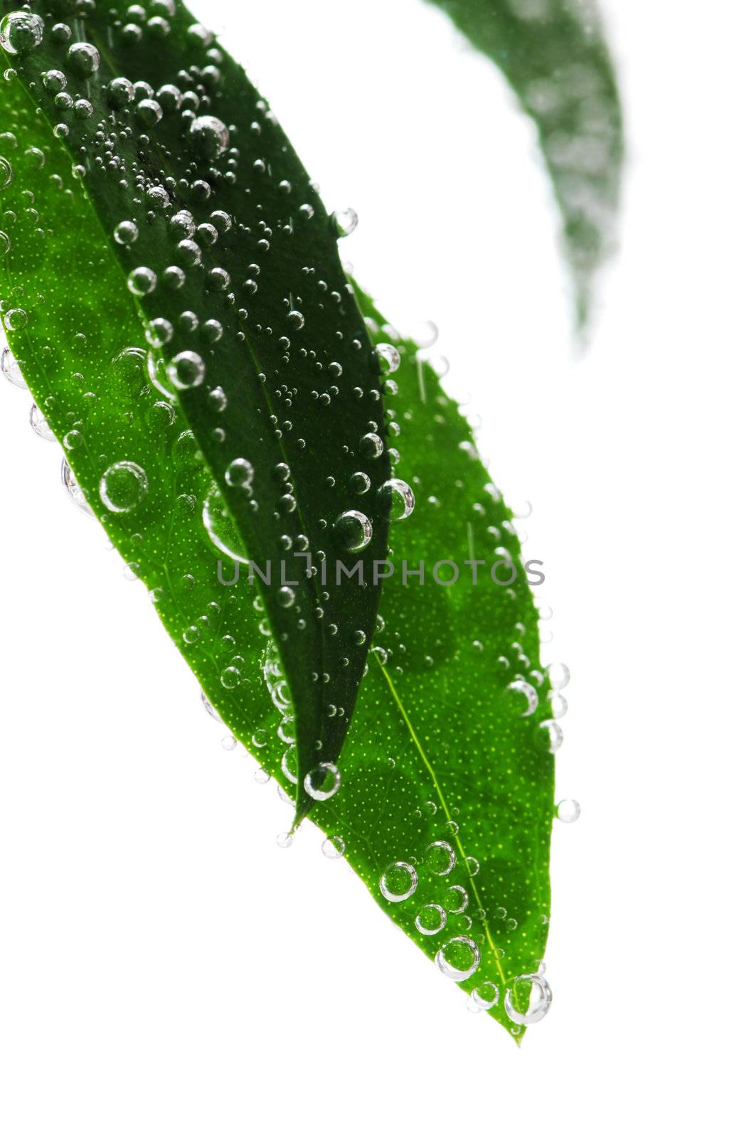 Green leaves of a plant submerged in water with air bubbles