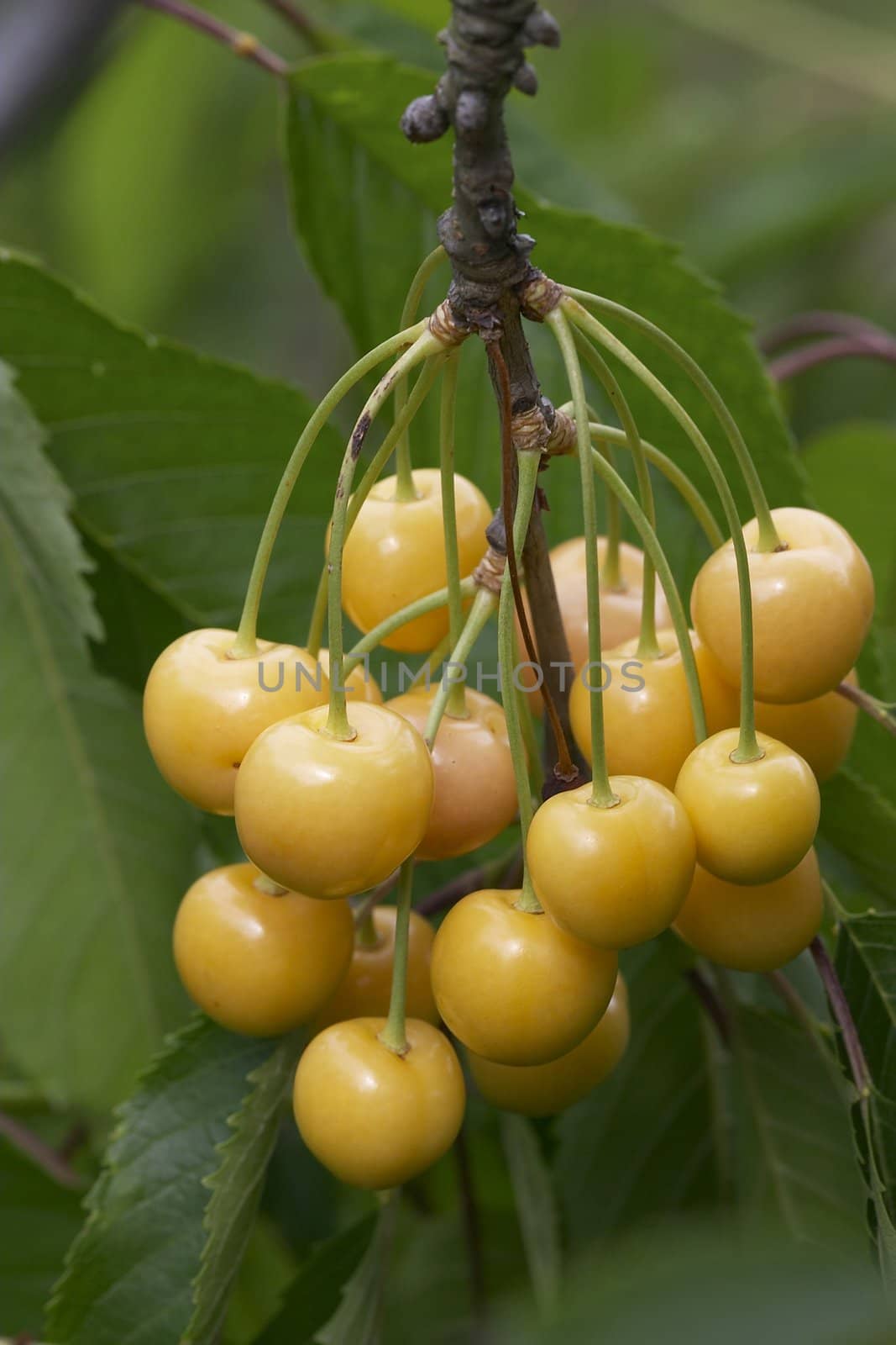 yellow fresh ripe cherries on the twig of cherry-tree