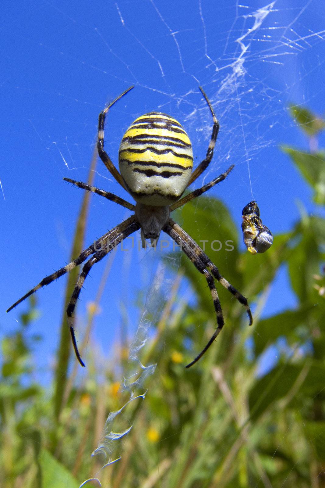 Summer.Kazan.Spider.Chelicera.Web.