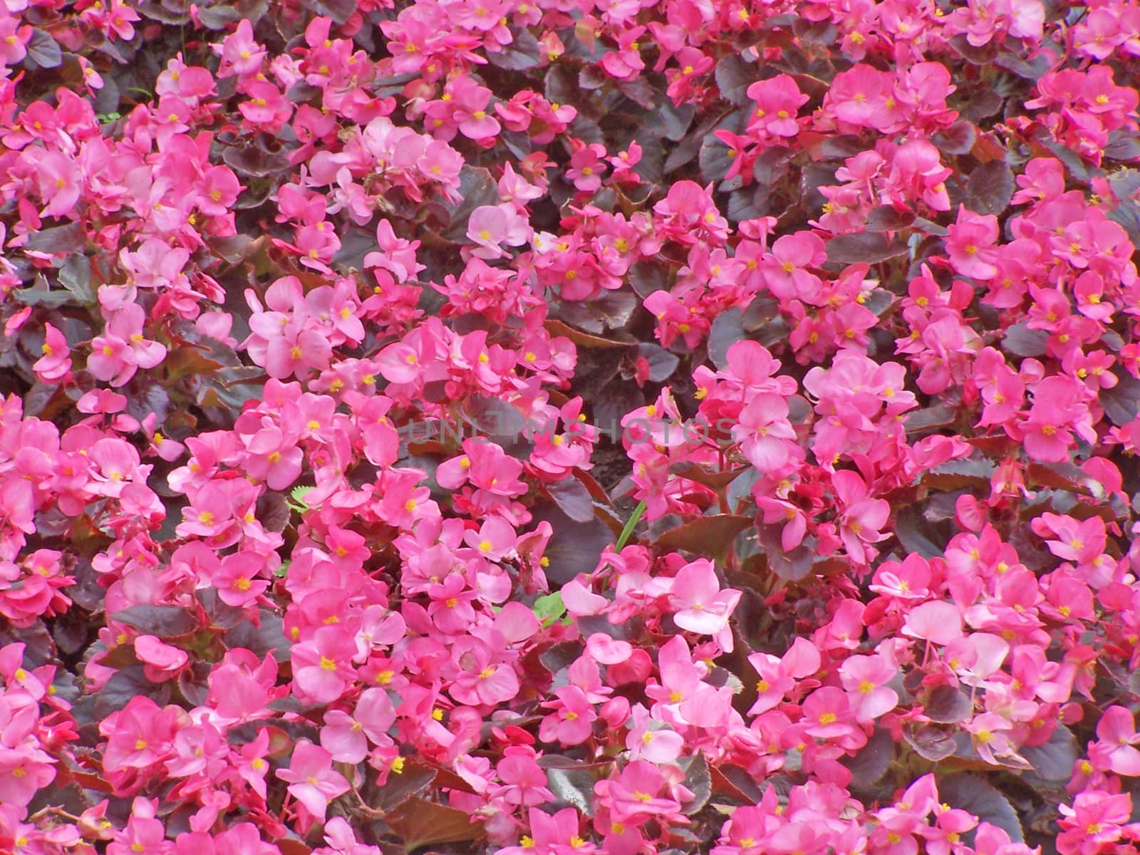 Lot of pink begonia blossoms.