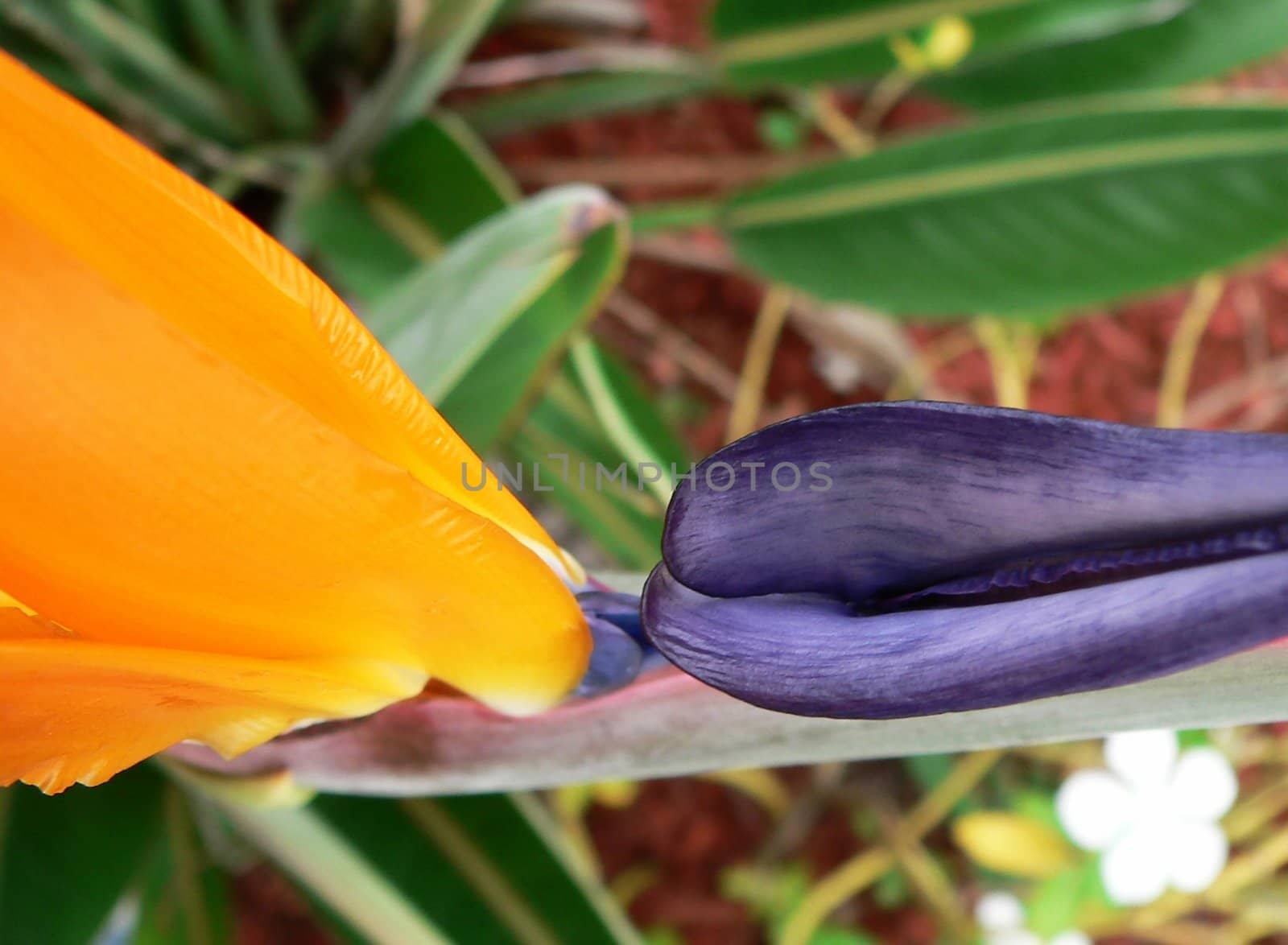 Detail of Bird of Paradise blossom makes an interesting abstract