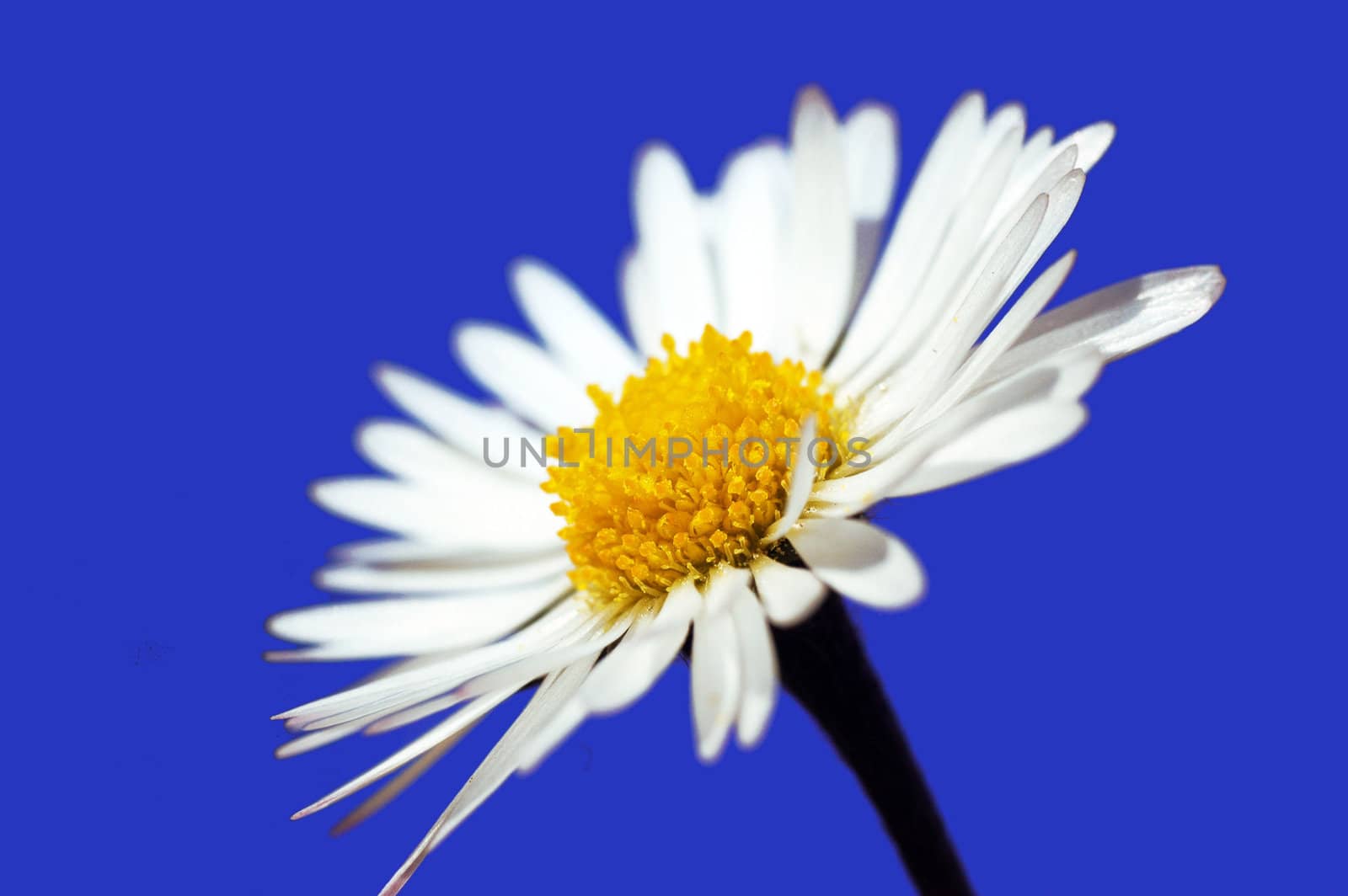 Daisy blossom detail with sunshine