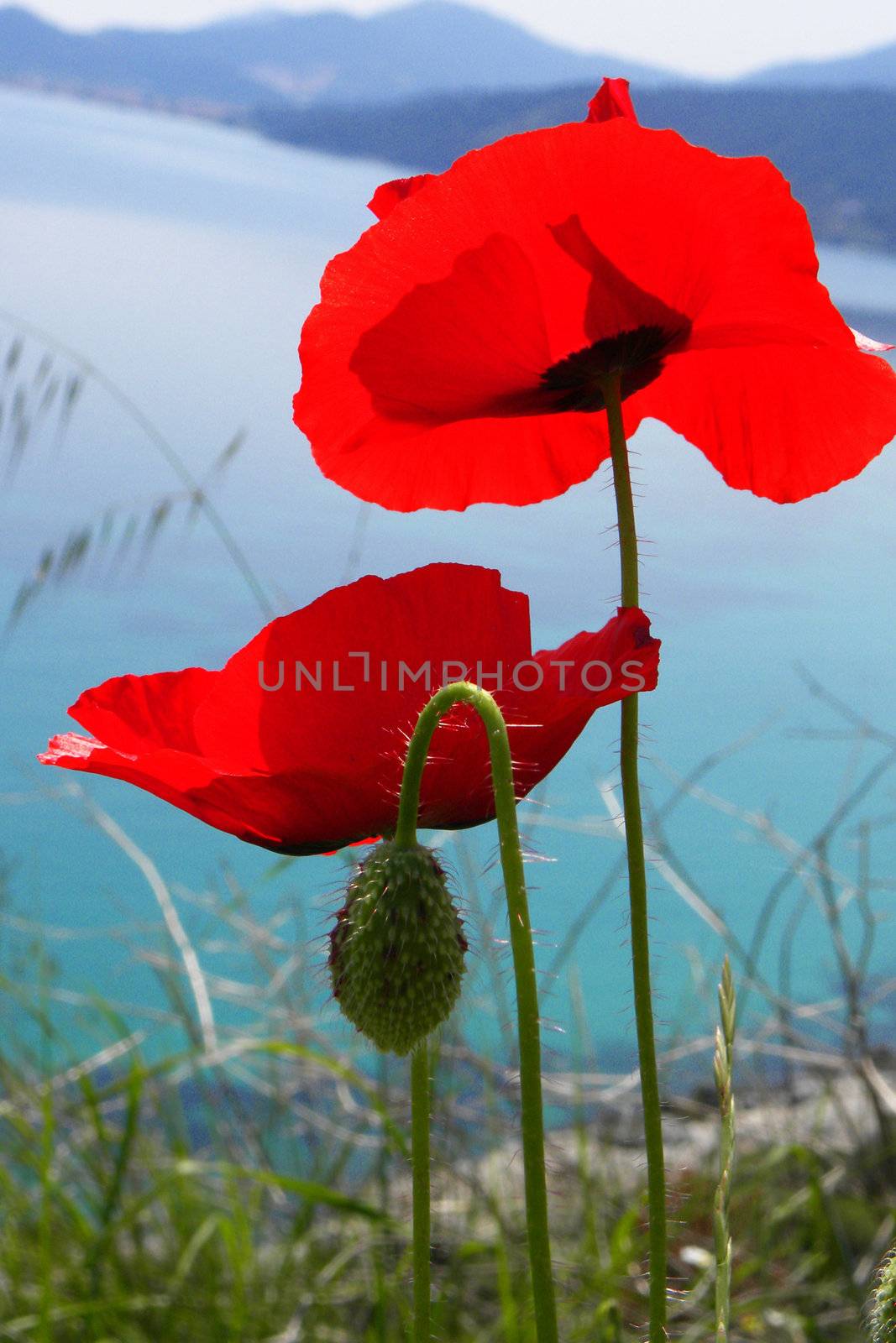 Field of Corn Poppy Flower