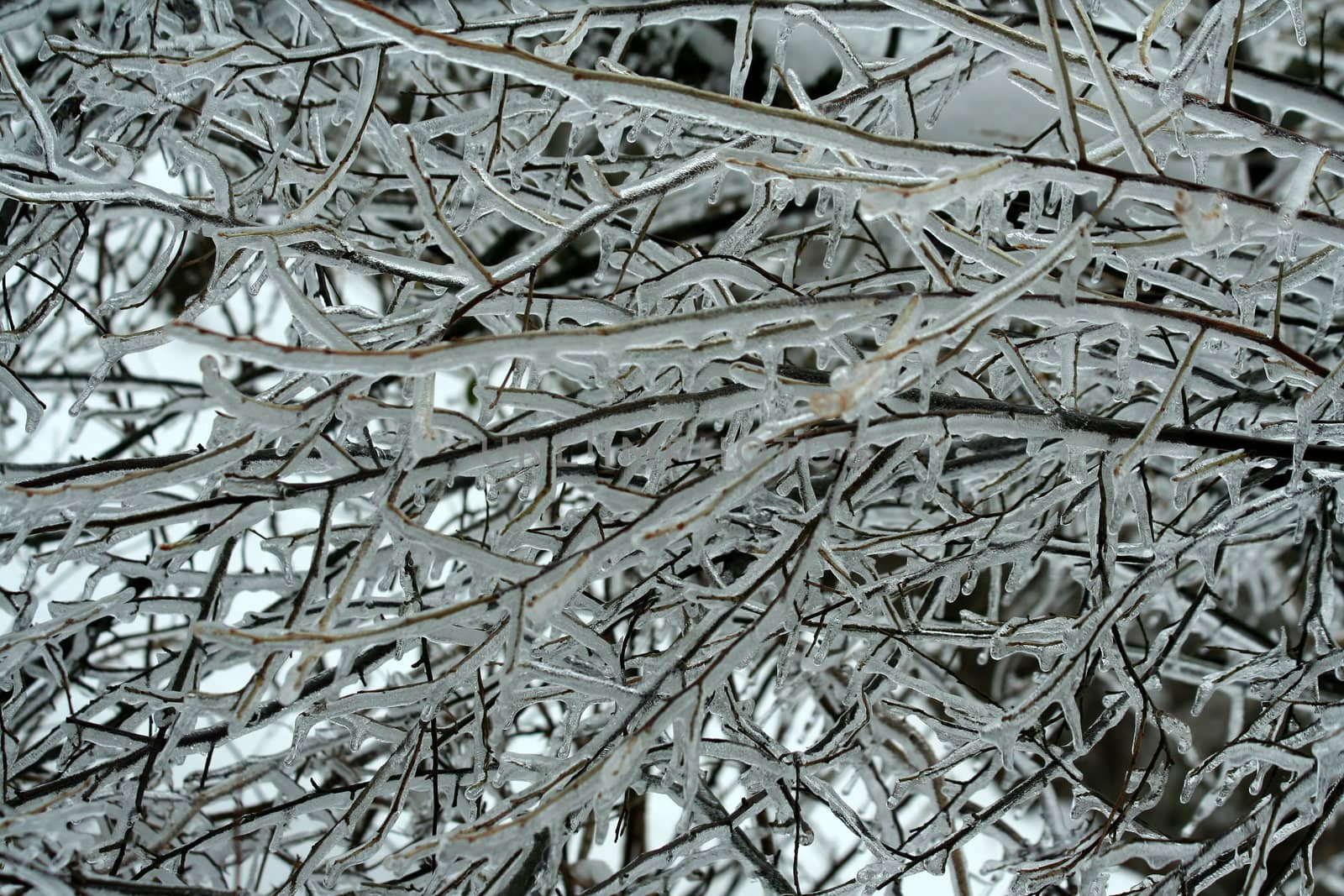 Some Ice coated tree branches