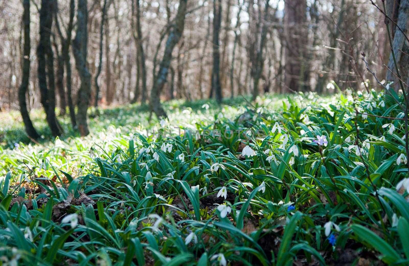 Beautiful snowdrop flowers in the Crimean Mountains