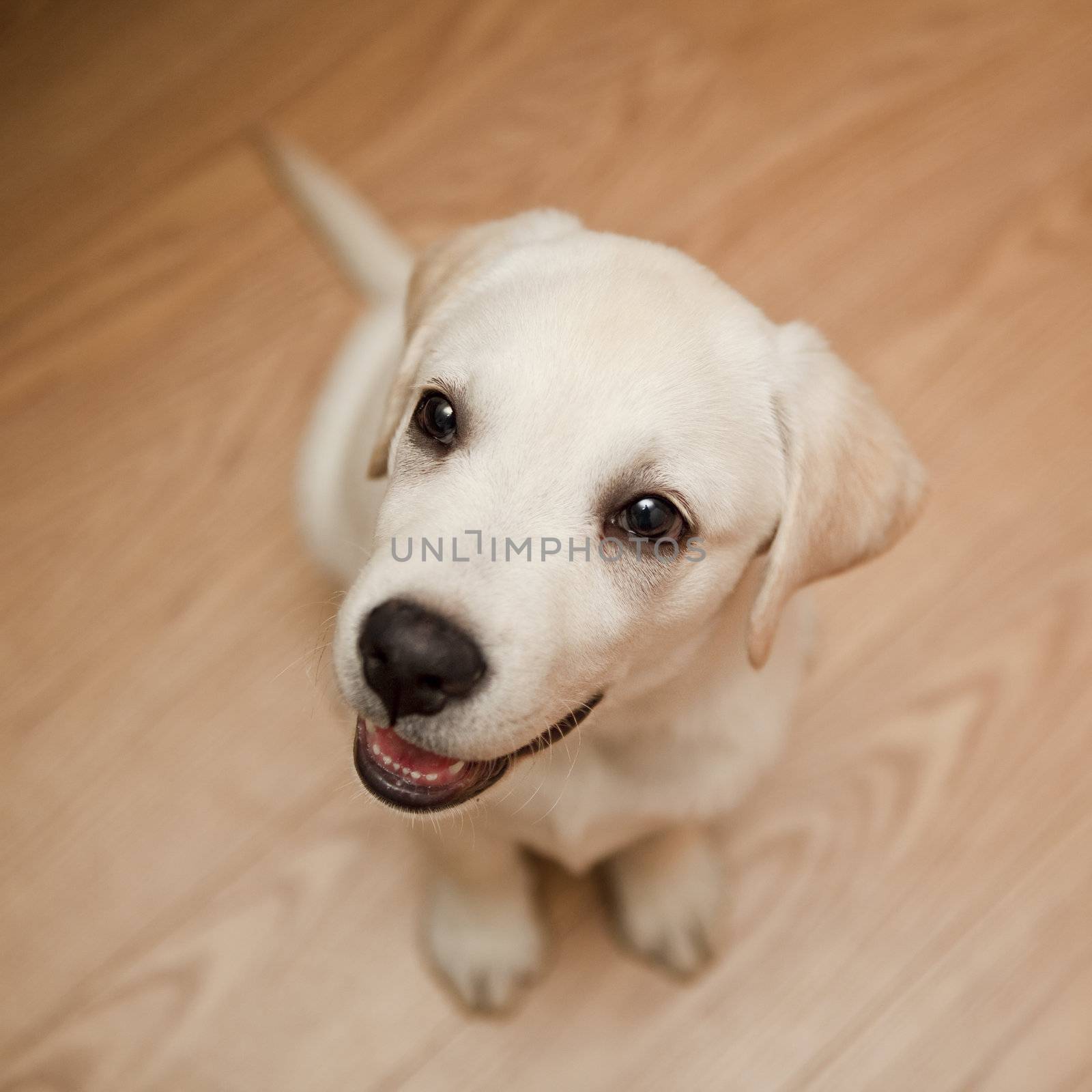 Labrador puppy by Iko